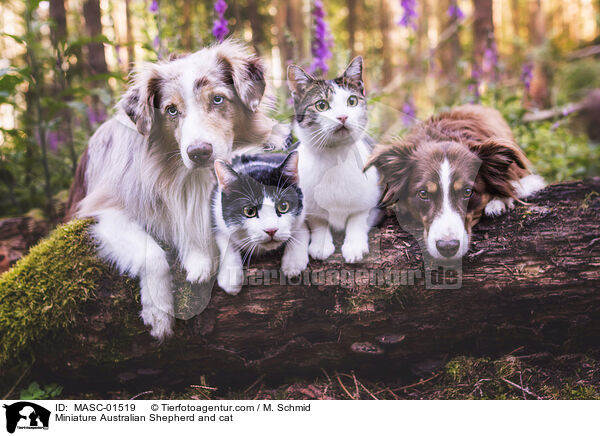 Miniature Australian Shepherd and cat / MASC-01519