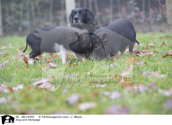 Hund und Minischweine / dog and micropigs / JM-15440