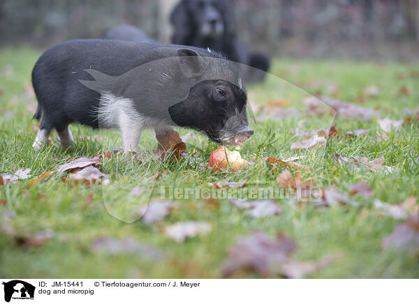 Hund und Minischwein / dog and micropig / JM-15441