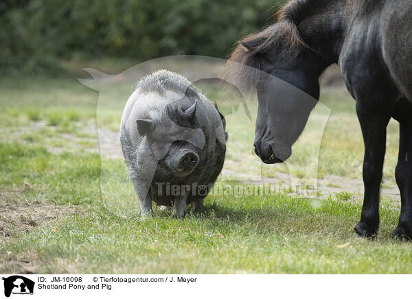 Shetland Pony und Schwein / Shetland Pony and Pig / JM-16098