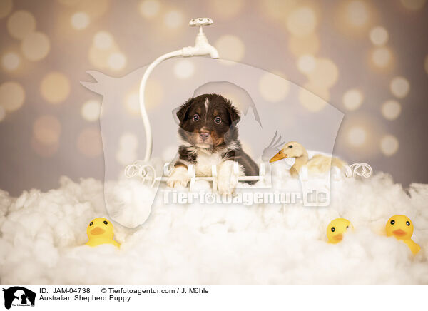Australian Shepherd Puppy / JAM-04738