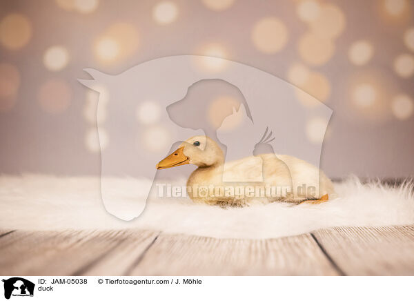 duck / JAM-05038
