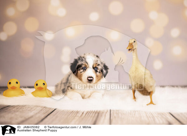 Australian Shepherd Puppy / JAM-05082