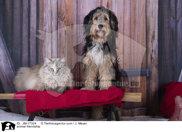 Tierfreundschaft / animal friendship / JM-17324