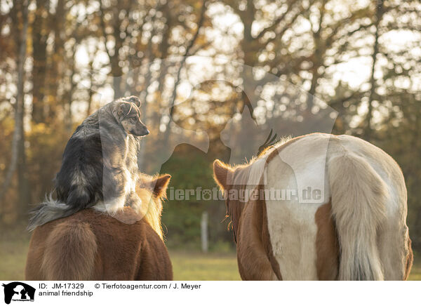 Tierfreundschaft / animal friendship / JM-17329