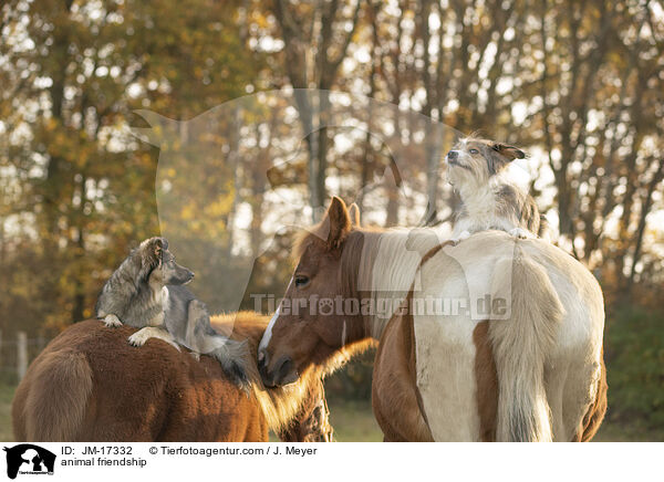 Tierfreundschaft / animal friendship / JM-17332