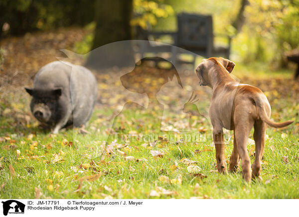 Rhodesian Ridgeback Puppy / JM-17791