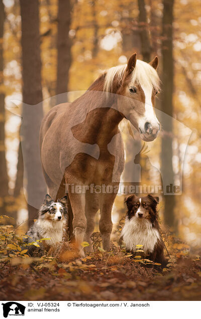 Tierfreundschaft / animal friends / VJ-05324