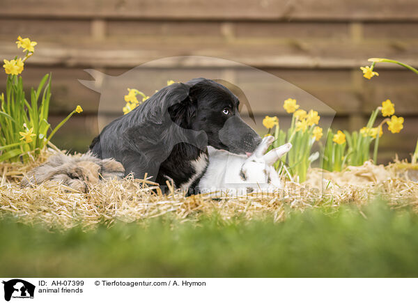 Tierfreundschaft / animal friends / AH-07399