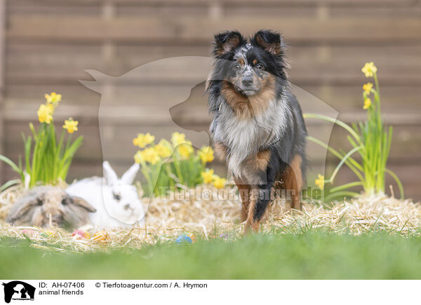 Tierfreundschaft / animal friends / AH-07406