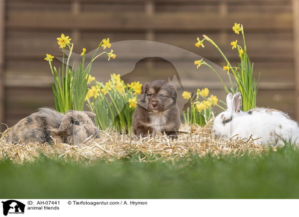 Tierfreundschaft / animal friends / AH-07441