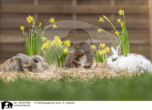 Tierfreundschaft / animal friends / AH-07442