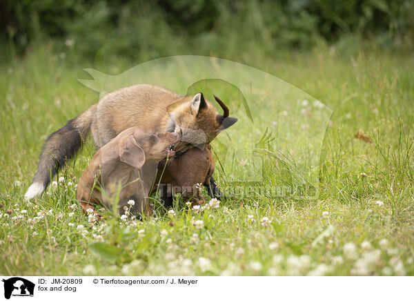 Fuchs und Hund / fox and dog / JM-20809