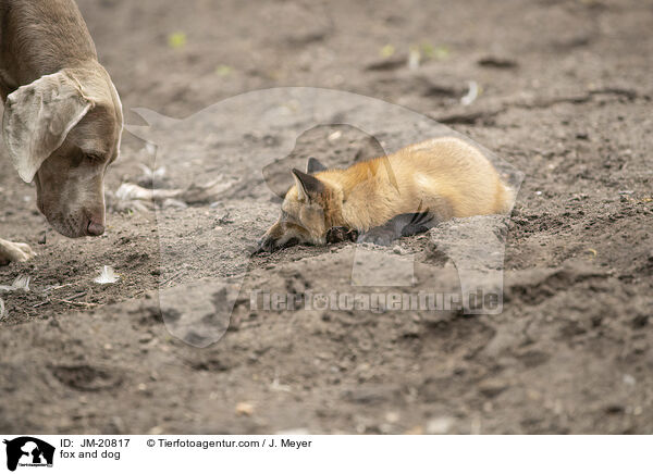 Fuchs und Hund / fox and dog / JM-20817