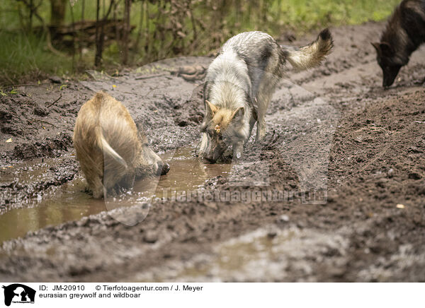 eurasian greywolf and wildboar / JM-20910