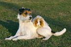 Parson Russell Terrier and guinea pig