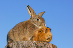 rabbit and guinea pig