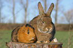 rabbit and guinea pig