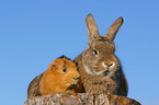 rabbit and guinea pig