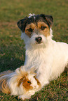 Parson Russell Terrier with guinea pig