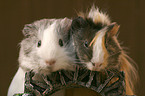 2 guinea pigs