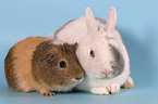 guinea pig and dwarf rabbit