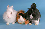 bunnies, guinea pig & hamster