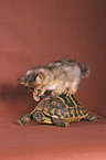 kitten & turtle