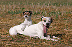 Parson Russell Terrier and American Staffordshire Terrier