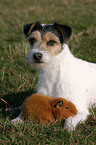 Parson Russell Terrier and guinea pig