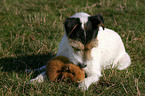 Parson Russell Terrier and guinea pig