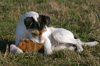 Parson Russell Terrier and guinea pig