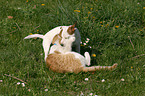 cat and dog are playing