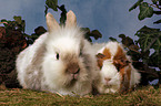 pygmy bunny and guinea pig