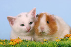 kitten and guinea pig