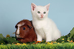 kitten and guinea pig