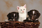 puppies and kitten in basket