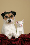 dog and kitten on blanket