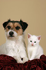 dog and kitten on blanket