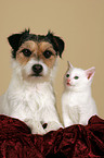 dog and kitten on blanket