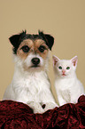 dog and kitten on blanket