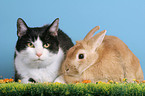 cat and bunny