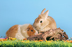 bunny and guinea pig