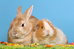 bunny and guinea pig