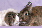 dwarf rabbit and guinea pig