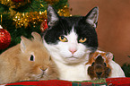 cat, bunny and guinea pig