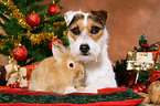 dog and rabbit