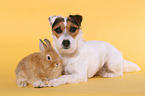 dog and rabbit