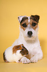 dog and guinea pig