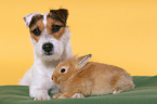 dog and rabbit